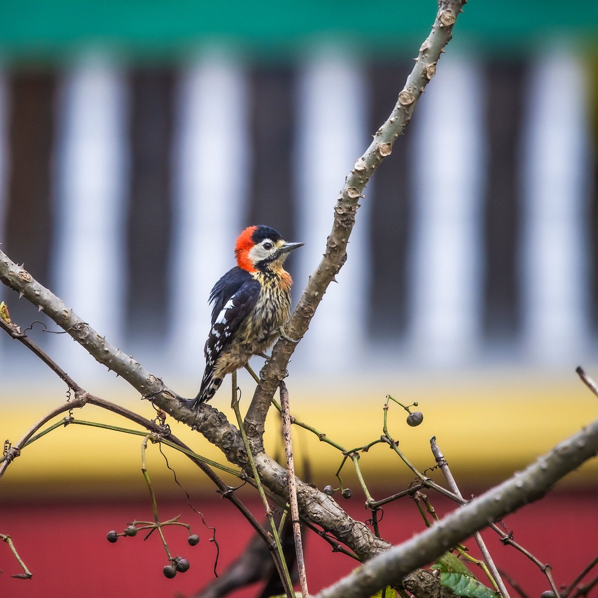 Crimson-breasted Woodpecker! 
.
#pwhsikkim #sikkim #animalsmood #kings_birds #birdwatching #bestbirdshots #animalsaddict #birding #your_best_birds #wildlife_seekers #animallovers #animales #exclusive_animals #wildlifephotography #animalworld #awesomeglobe