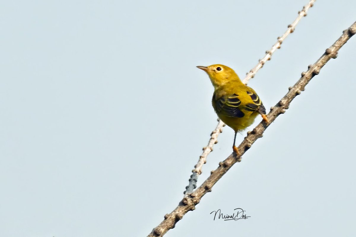 My last #YellowWarbler of this season. #warbler #birdphotography #BirdsofAlberta #birdsofCanada #StAlbert #BBCWildlifePOTD