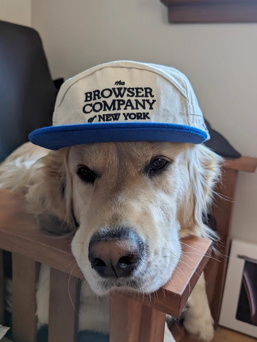 My dog wearing a Browser Company hat