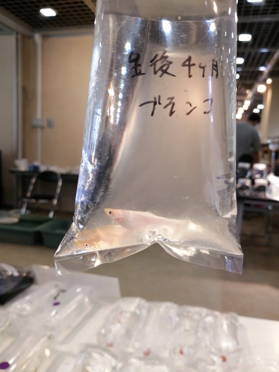 UdyZm's tweet photo. うちのオススメたちです♡
売り主は変態ではありません。凝った（=変態）グッピーが好きなだけなのデス☆彡 https://t.co/SyCwiGOrk3