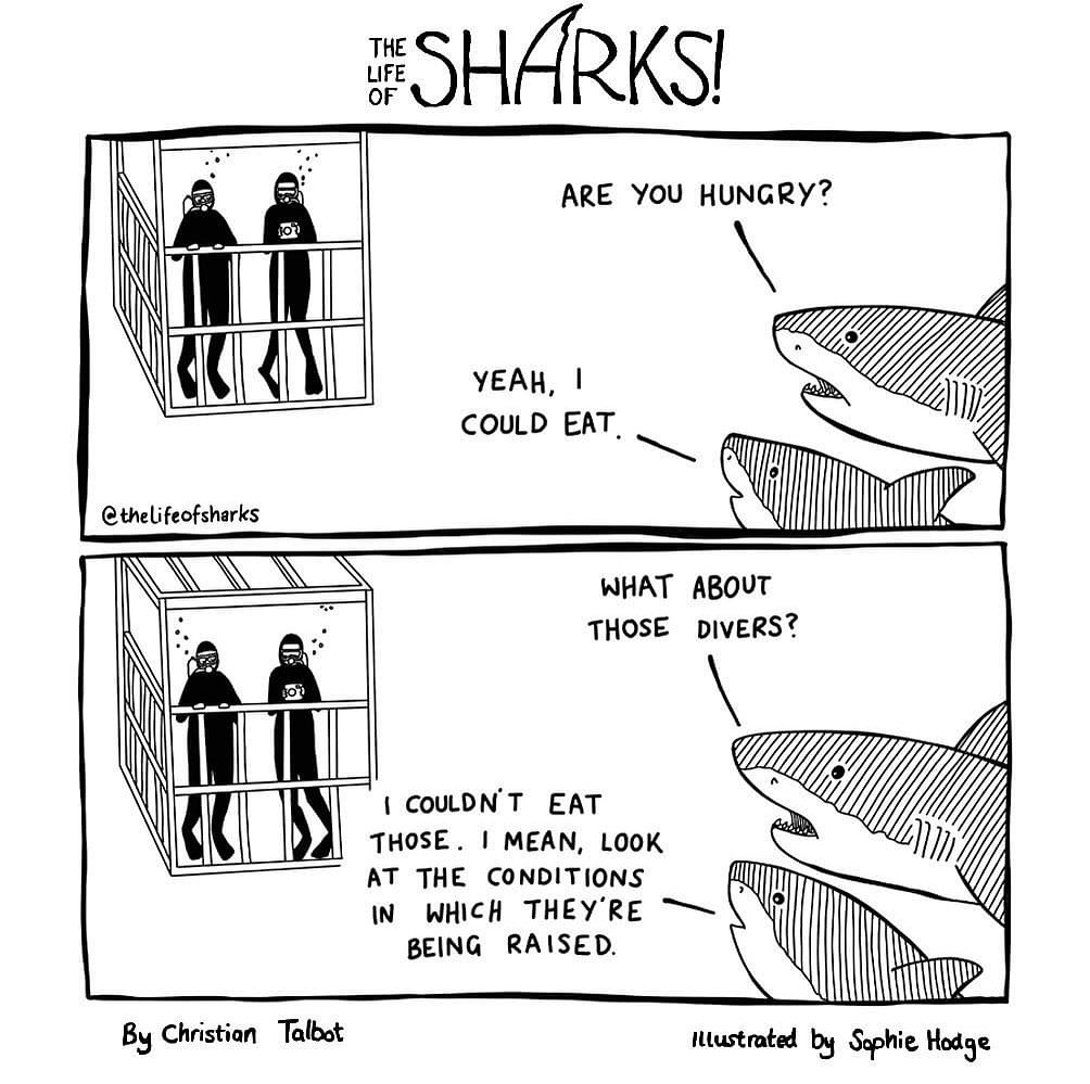 natie445's tweet photo. even sharks question our appeal🤣🤣🤣🤣🤣 https://t.co/KZfU4WnIzv