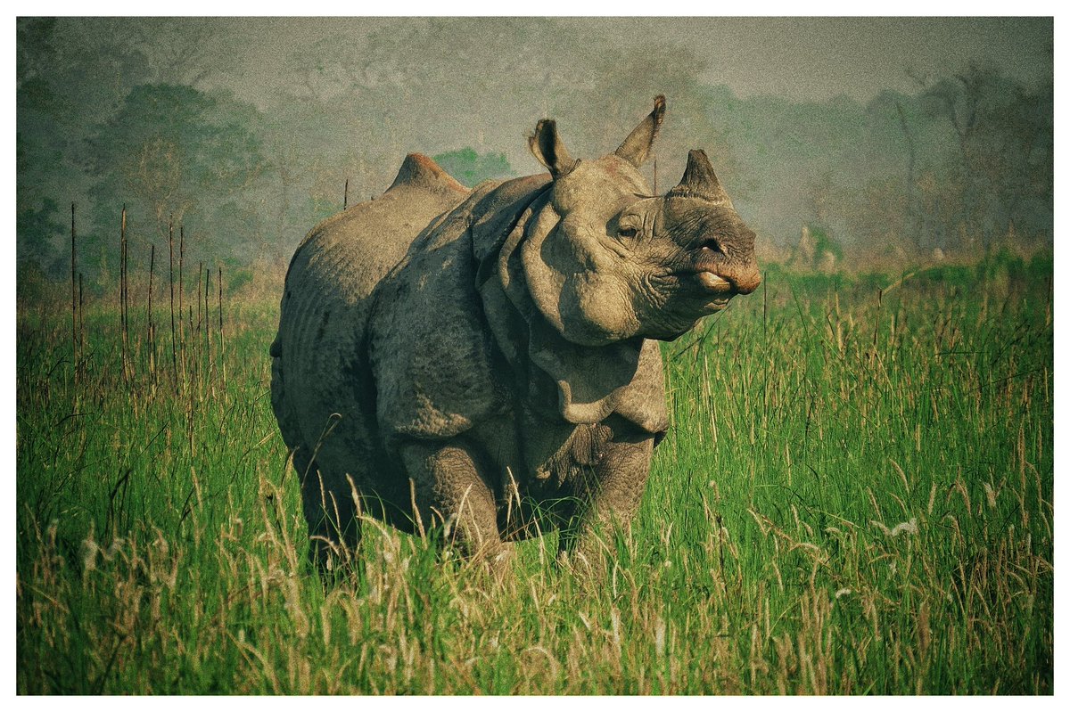 Grazing in flood plain areas, greater one-horned rhinos have prehensile lips that are specially adapted to grasp the grass they eat. They occasionally eat leaves, fruit, and crops as well. @moefcc @ntca_india @UpforestUp @CMOfficeUP @IUCN @WWFINDIA @amitsharma_ghy @savetherhino