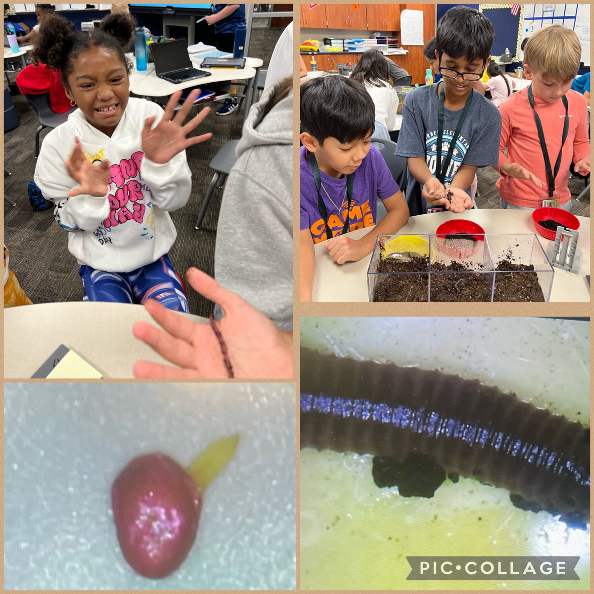 Mrs.Bone's Class tweet media