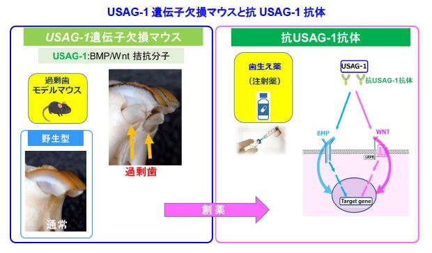 hitsuji_bright's tweet photo. 世界初、「歯を生やす薬」実用化へ

通常、永久歯は一度抜けると一生生えてこない。

これまではインプラントや入れ歯での対応しかなく、新しい歯を生やすことはできなかった。

しかし、この常識が変ろうとしている。京都大学ベンチャーの「トレジェムバイオファーマ」がついに歯を生やす薬を開発した。

2007年、通常よりも多くの歯を持つマウスが偶然見つかり、「USAG-１」というたんぱく質が歯の成長を阻害していることを発見。

この成果を元に「USAG-１」を無効化する抗体薬が開発された。

抗体薬によりUSAG-１を無効化することで、歯の成長が促される。実際にマウスやフェレットでは新たに歯を生やすことに成功している。

2024年から成人を対象に安全性を確かめる治験を開始し、2025年には生まれつき歯がない先天性無歯症の子供を対象に治験が行われる。

実用化は2030年頃になる見込み。

100歳でも歯が20本以上ある。夢のような未来の到来も近い。