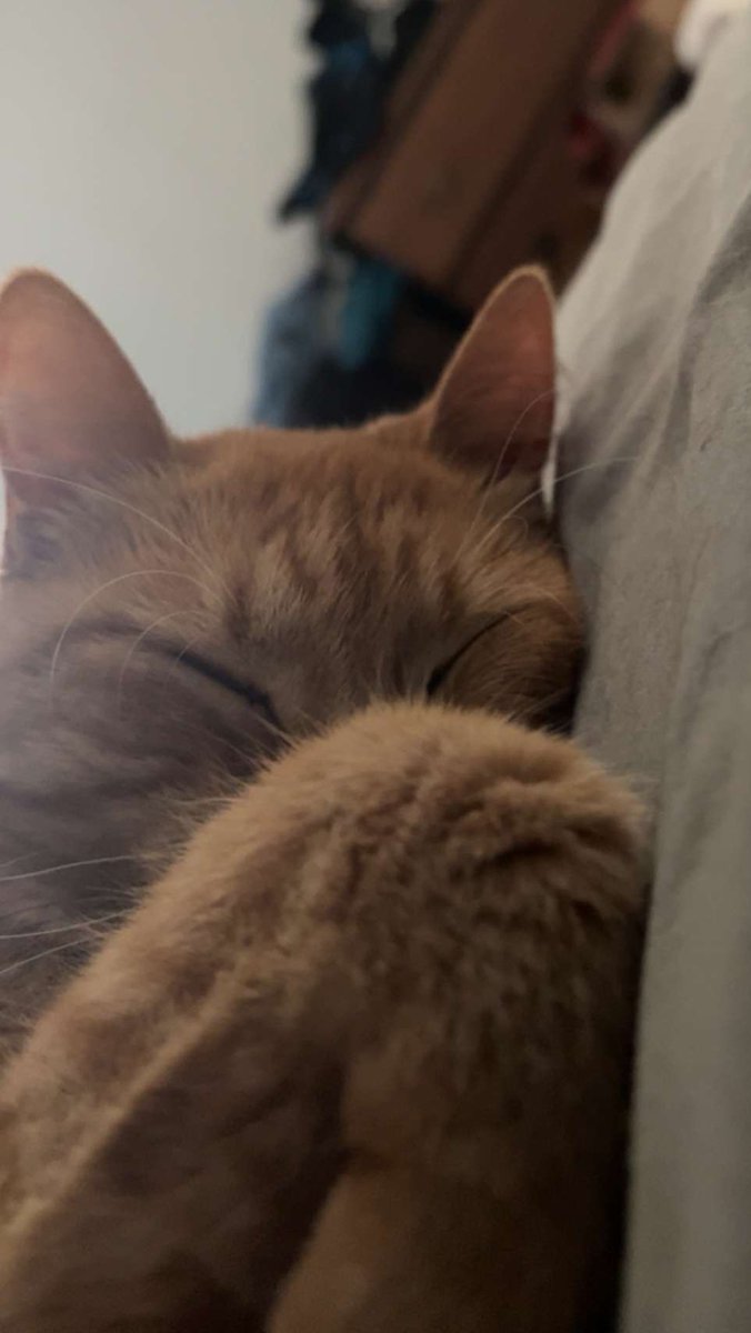 Ellenoria's tweet photo. @cosmickitten22 Hey she looks just like my cat! https://t.co/C5cWcnzzXL