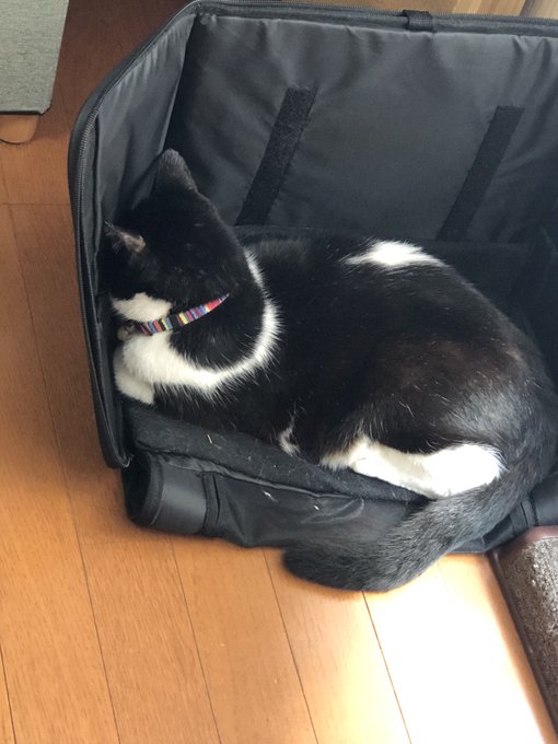 「スゥスゥ…zzz…」  顔がめり込んでる( °ω°)