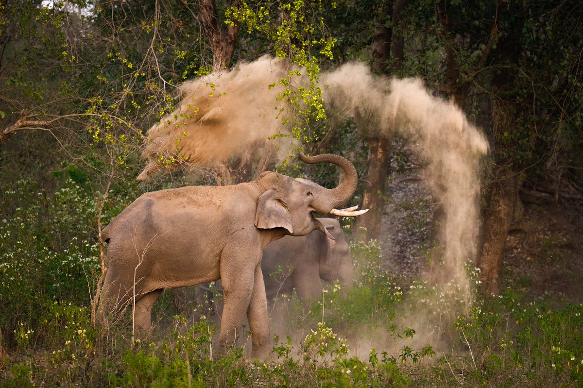 Mud bathing Elephant from #RajajiTigerReserve