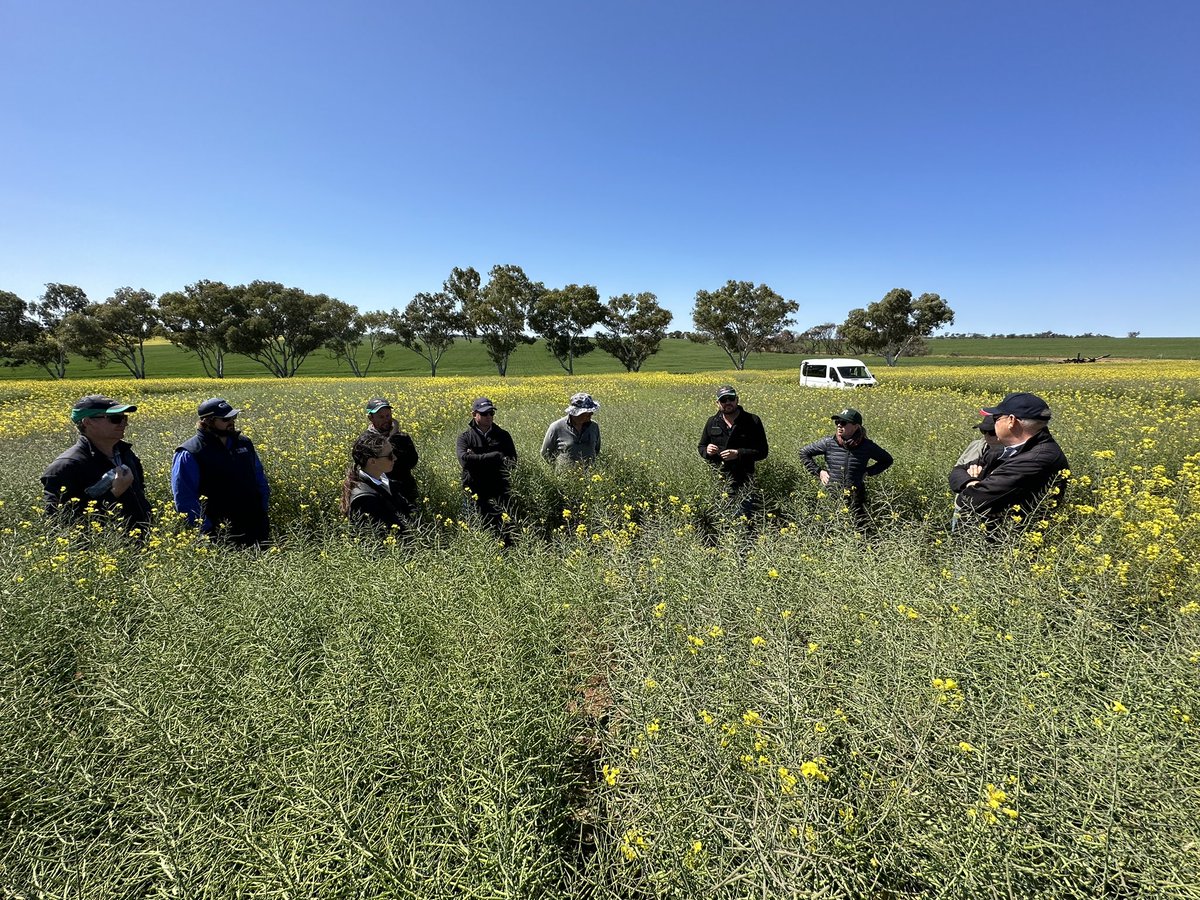 David Pfeiffer tweet media