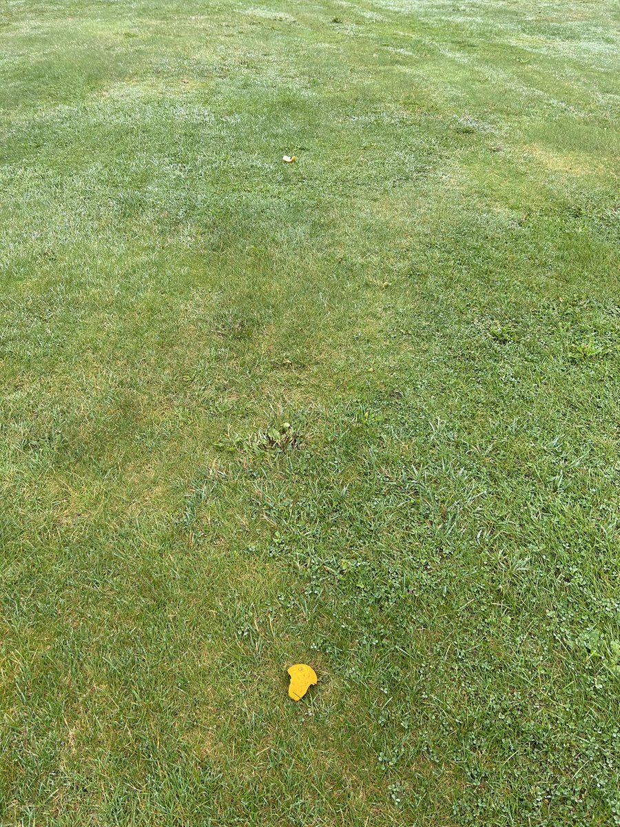 Scott Sleep (@scottsleepy) on Twitter photo Would the golfer or golfers <a href="/GlendenningGolf/">Glendenning Golf</a> that continue to peel oranges and drop to peels all over the golf course please stop. Would the golfer or golfers <a href="/GlendenningGolf/">Glendenning Golf</a> that continue to peel oranges and drop to peels all over the golf course please stop.