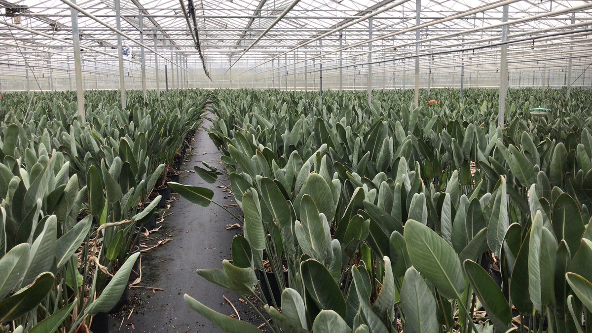 RolandDuyv's tweet photo. De allermooiste planten verkopen wij direct aan de beste #exporteurs. Bloemisten kunnen nu dus de mooiste planten kopen bij de exporteurs.
(Klanten kunnen niet bij onze kwekerij zelf kopen, dit gaat via exporteurs.) https://t.co/gEQPDLUrpD