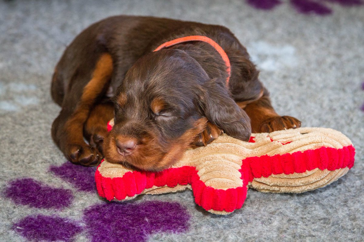 #NationalTeddyBearDay Our Sophie aged 5 weeks old when we first met and fell in love with her <3 She still has that teddy but fair to say 7 years on she's a bit bigger ;-)
Let's see your dogs and their teddies <3
#gordonsetterlove #GordonSetters #dogsofınstagram #loveourdogs
