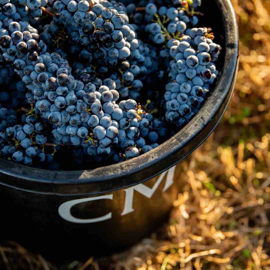 BancroftWines tweet media