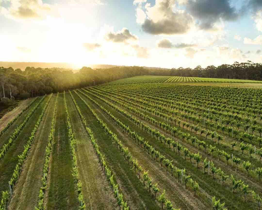 BancroftWines tweet media
