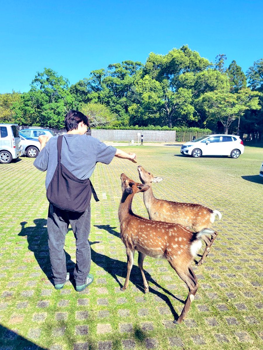d_qt3apx's tweet photo. 古都を満喫 https://t.co/BPciSgH3iN