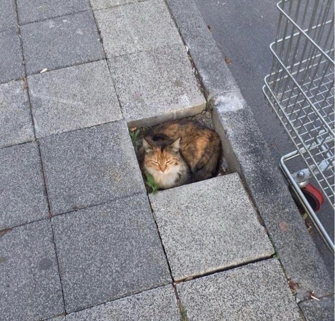 DontShowYourCat's tweet photo. sidewalk steve https://t.co/fsrTH8eUX5