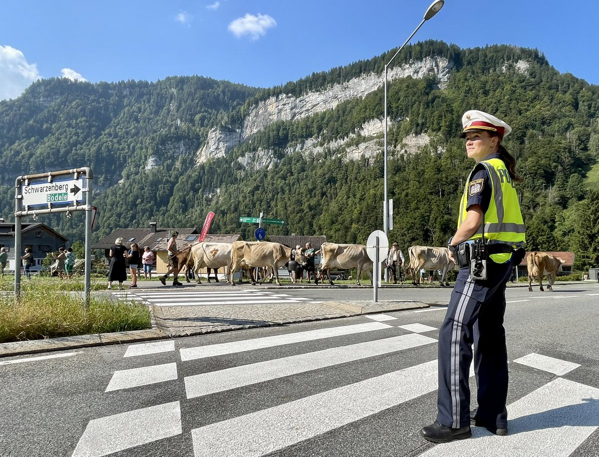 Heute sind im Bregenzerwald 🌲🌲🌲 die Kühe 🐂🐃🐂  los !! Almabtrieb zwischen Warth und Schwarzenberg !! Unsere Kolleginnen 👮🏻 und Kollegen 👮🏻‍♀️ sorgen für die Absicherung der Straße 

#polizeivorarlberg #bregenzerwald #almantrieb #sicherheit 

📷LPD Vlbg