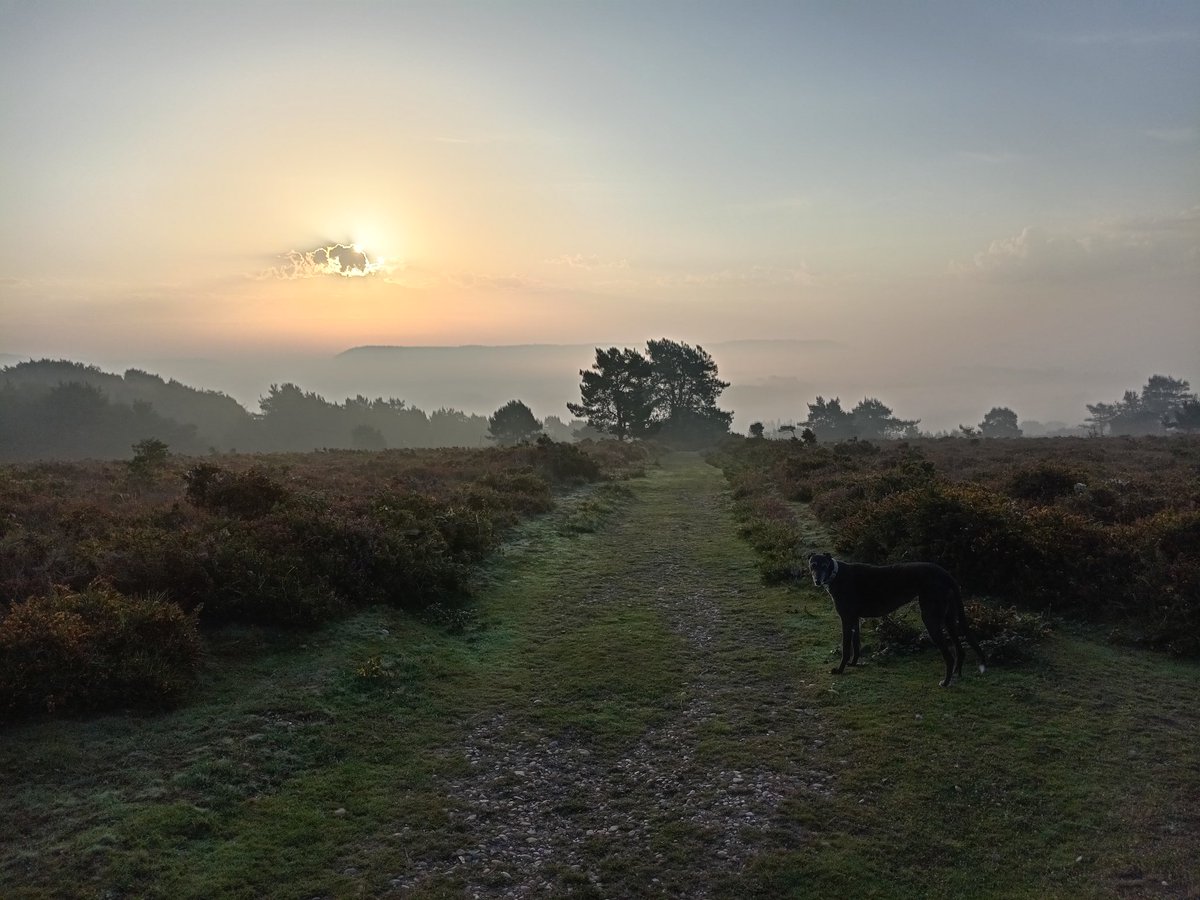Morning dog walk.