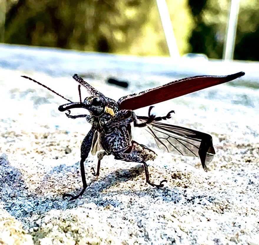 Md. Rashadul Islam (@mri_shihab) on Twitter photo Weevil 🧐 one of the best captures by <a href="/ShatabdiPaul14/">Shatabdi Paul</a> . #insect #sydney #biodiversity #naturephotography Weevil 🧐 one of the best captures by <a href="/ShatabdiPaul14/">Shatabdi Paul</a> . #insect #sydney #biodiversity #naturephotography
