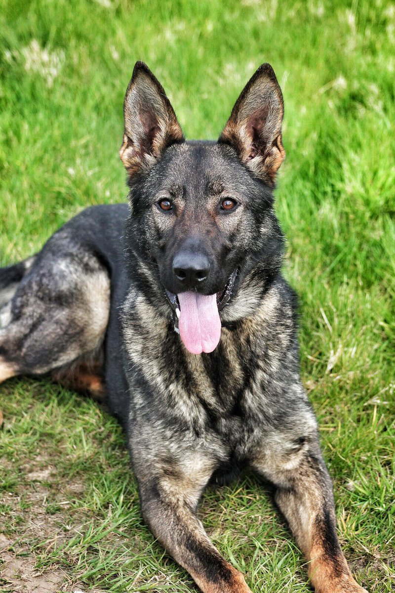 Northants Police Dog Section tweet media