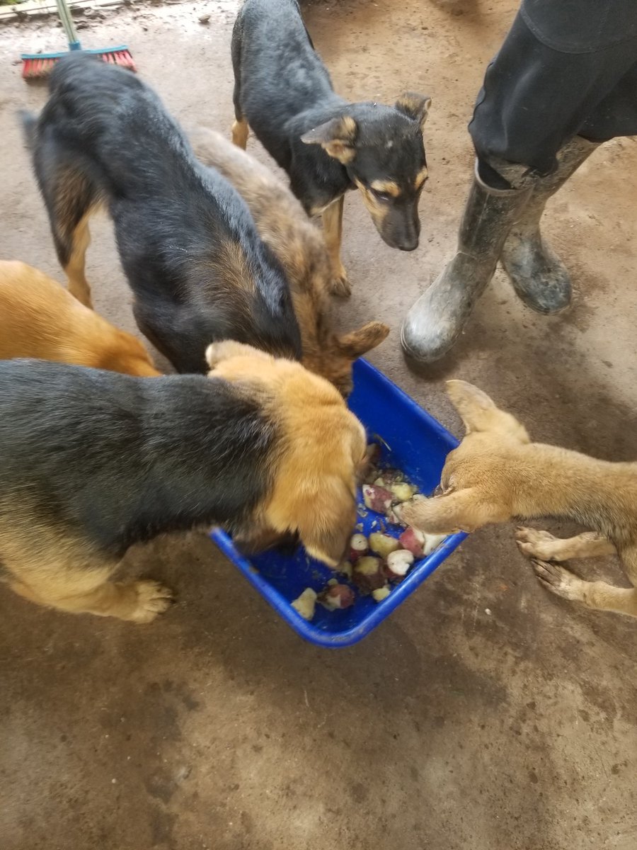 Animalwelfareo's tweet photo. https://t.co/tLAbB7AcFT