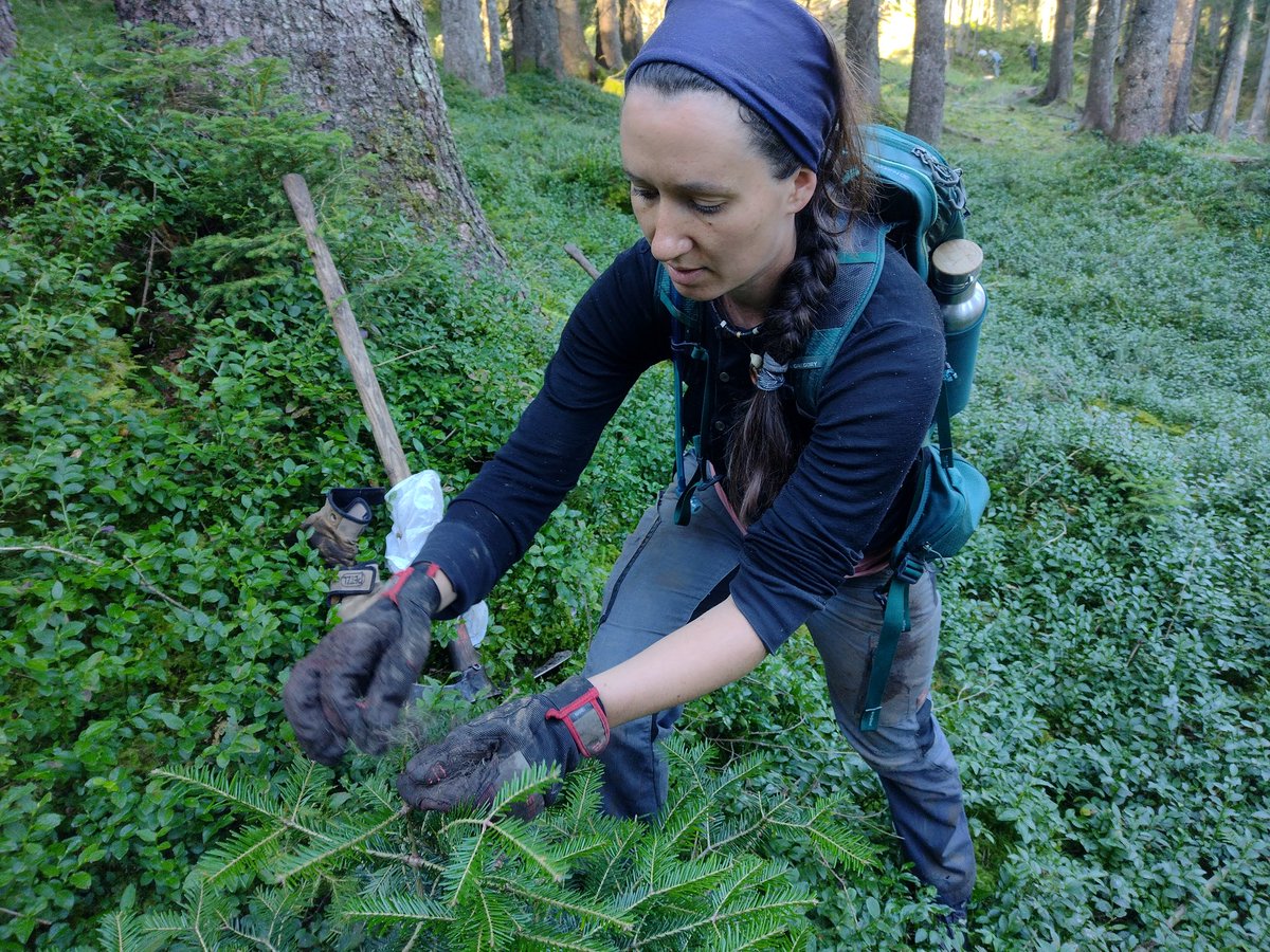 Super ergiebig. Mit einem Sack #Schafswolle lassen sich bis zu 1000 Weisstannen plastikfrei und wirksam vor #Wildverbiss schützen.
Von Freiwilligen auch diese Woche wieder im Allgäu umgesetzt für einen stabilen Bergmischwald.