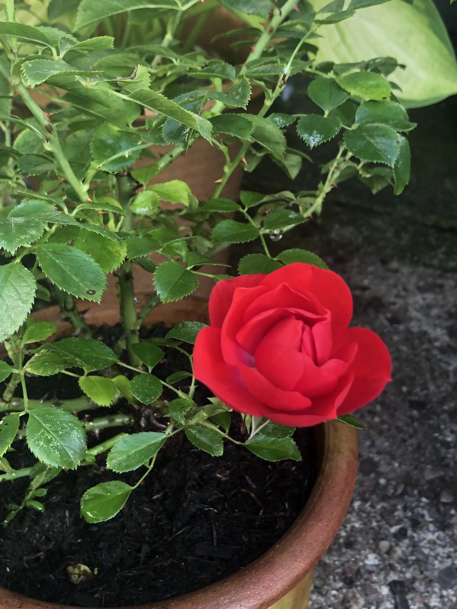 My patio rose has decided to bloom again, got about 6 buds waiting to open! #NotRoseWednesday 🌹🌹
