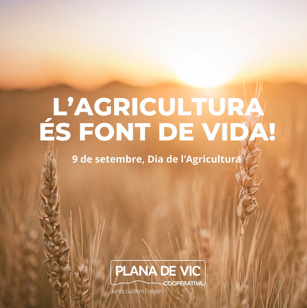 Avui, 9 de setembre, és el Dia Mundial de l'Agricultura. La Cooperativa Plana de Vic ens unim a la celebració d'aquesta jornada especial, en la qual reconeixem l'essència de la nostra comunitat agrícola.

Avui i sempre, celebrem que l'agricultura és font de vida!

#agricultura