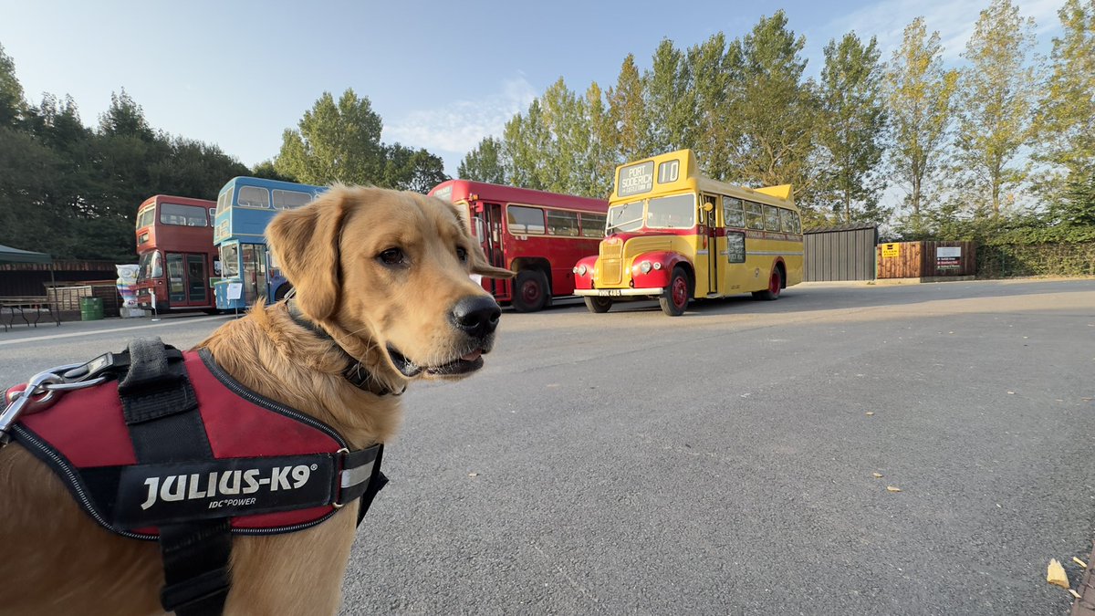 Finlay checking out the classic buses at Statfold Barn Railway this morning after his first night camping #goldenretrievers #classicbuses classics #vintsgemotors #steamrailway #puppyphotos #redmoonshine
