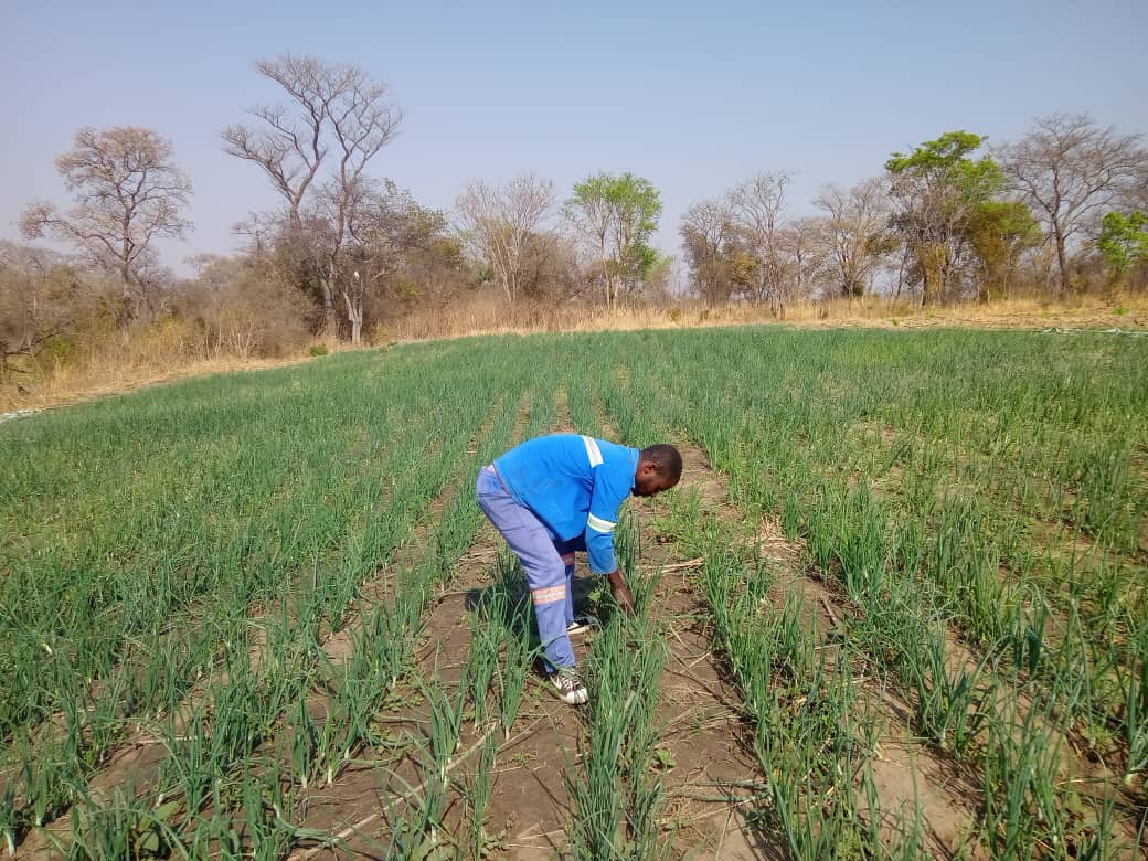 Farm_151's tweet photo. One of our weekend hustles. Any advise at this bulbing stage https://t.co/yiGqH89ETa