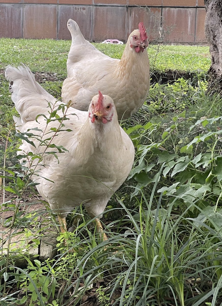 Berto Romero tweet media