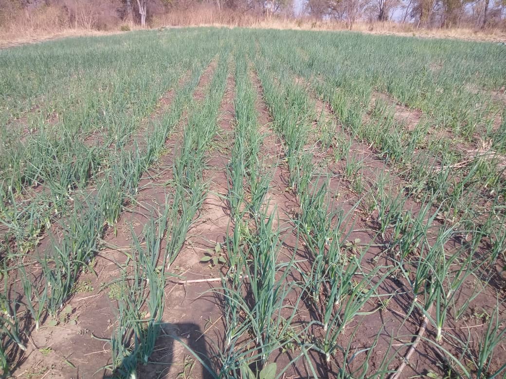 Farm_151's tweet photo. One of our weekend hustles. Any advise at this bulbing stage https://t.co/yiGqH89ETa
