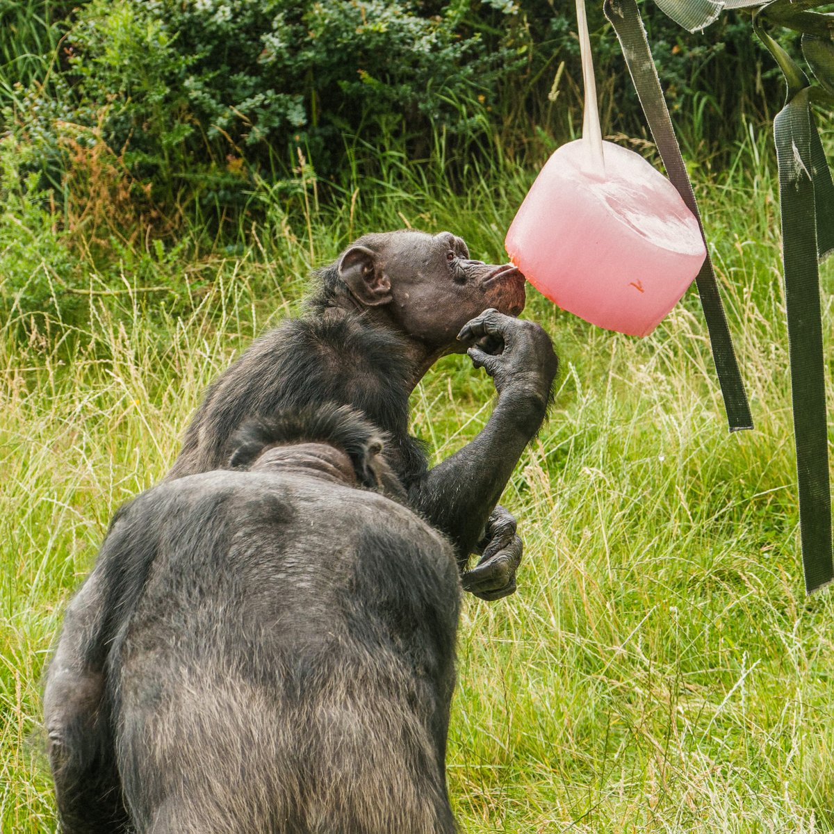 TwycrossZoo tweet picture