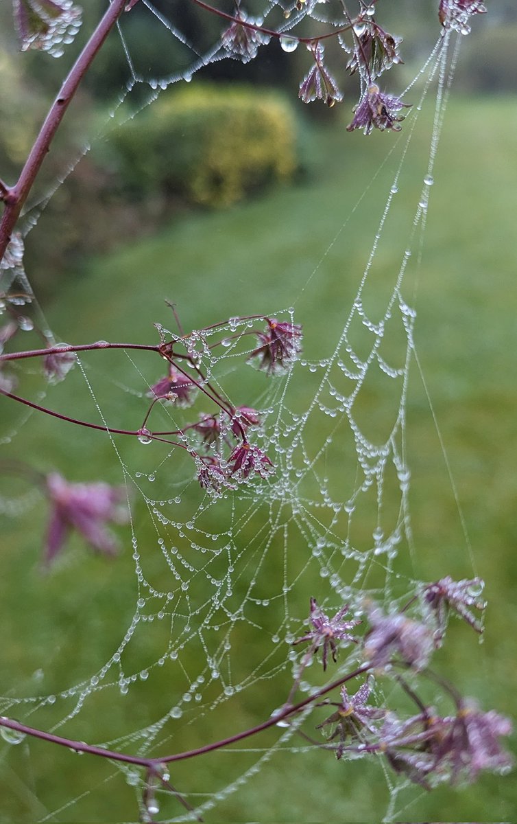 The webs they weave! 👌😍