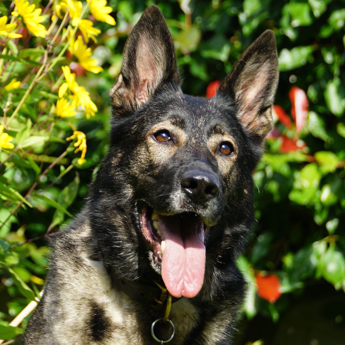 After a short battle with cancer, RPD Harper who served with Northamptonshire Police has sadly passed away. We're proud to have supported Harper throughout her retirement and recently during her illness. Our thoughts are with Harper's family at this very difficult time. RIP…