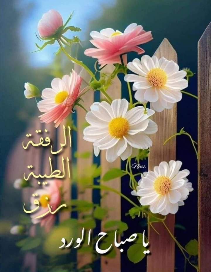 sala71968's tweet photo. صباح الود والورد والياسمين للطيبين و الغاليين
لا يحلو صباحي إلا بكم ومعكم
صباح التفاؤل والأمل ، صباح المحبة 🤍💞
💐🌸 صباحكم معطر بذكر الله والرضا والقبول ان شاء الله 🌸💐 https://t.co/msNhGDu8Qh
