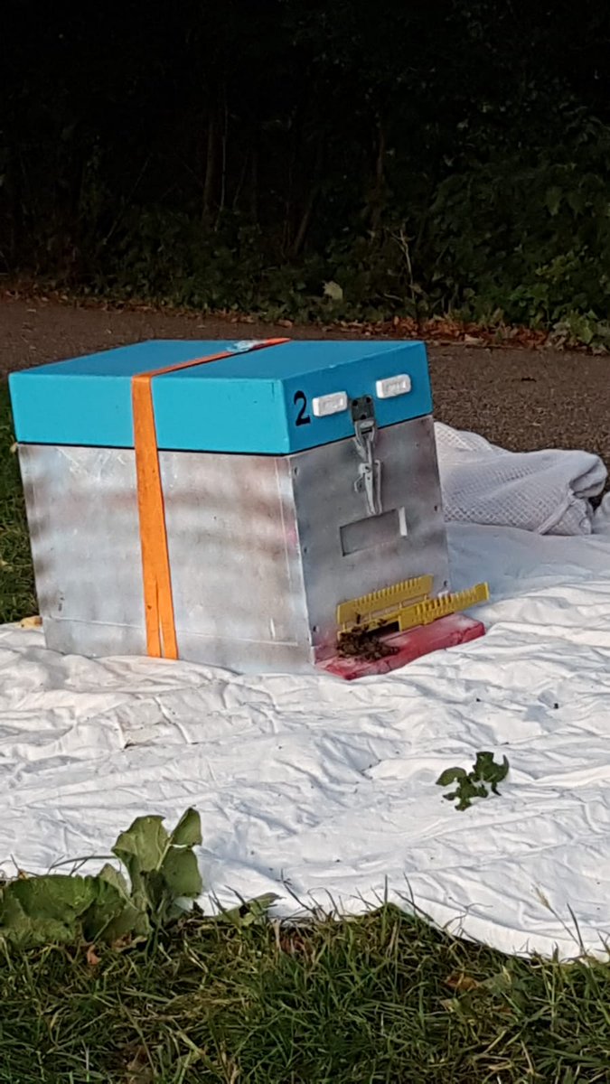 HWBeekeepers's tweet photo. @BeekeepersHour This week https://t.co/KSe0lWaF2i