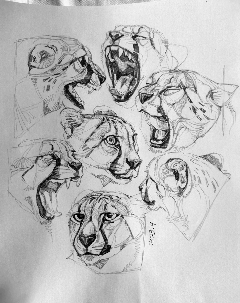 tinylittlefox1's tweet photo. 新的牌面🐆🐕🐯
#drawing #sketches https://t.co/nFcFmlsN4n