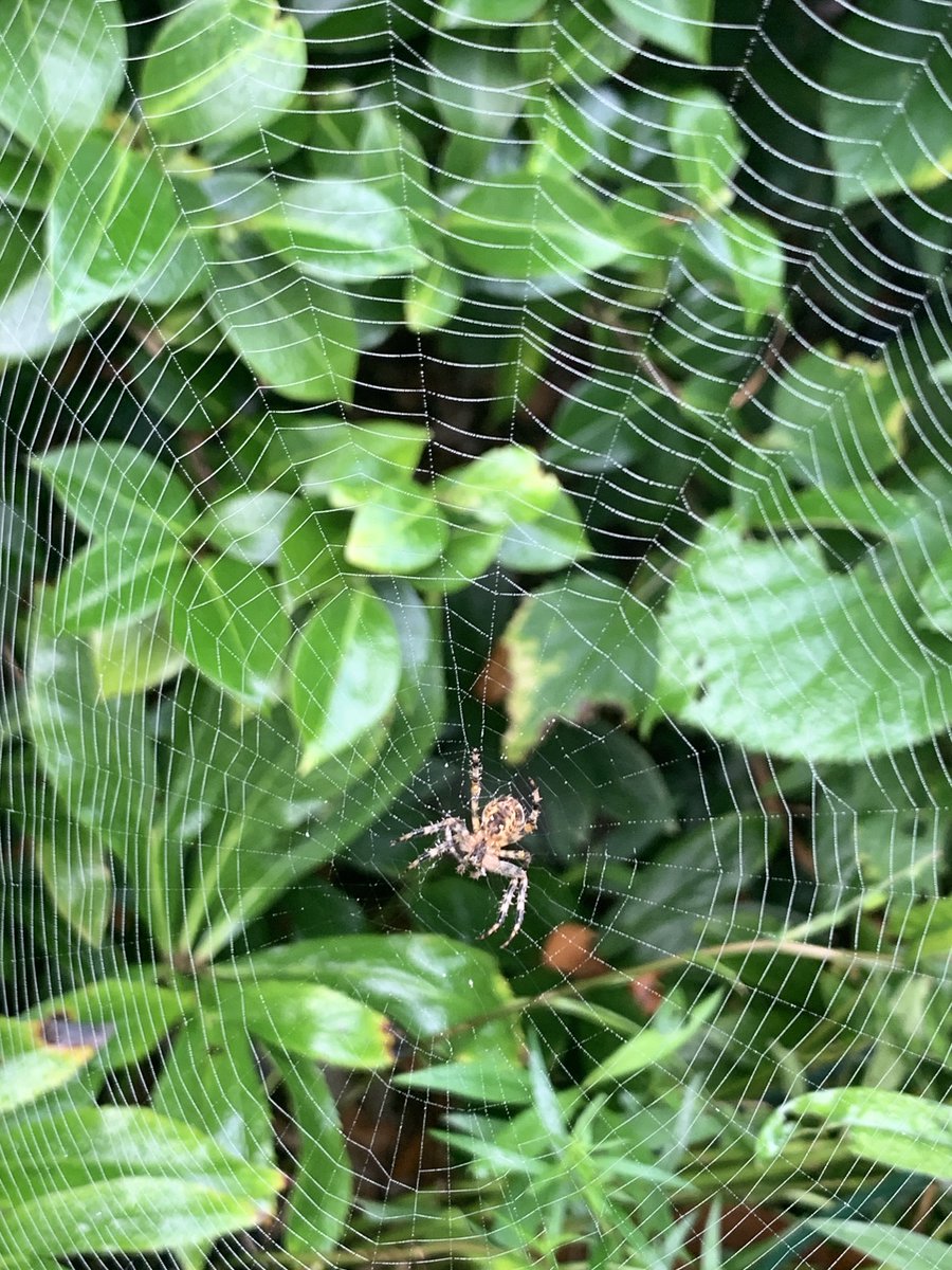 BeetsRoger's tweet photo. Signs of #autumn in the #garden . #Spiders at work. #timeofyear https://t.co/2dXmAIjMgH