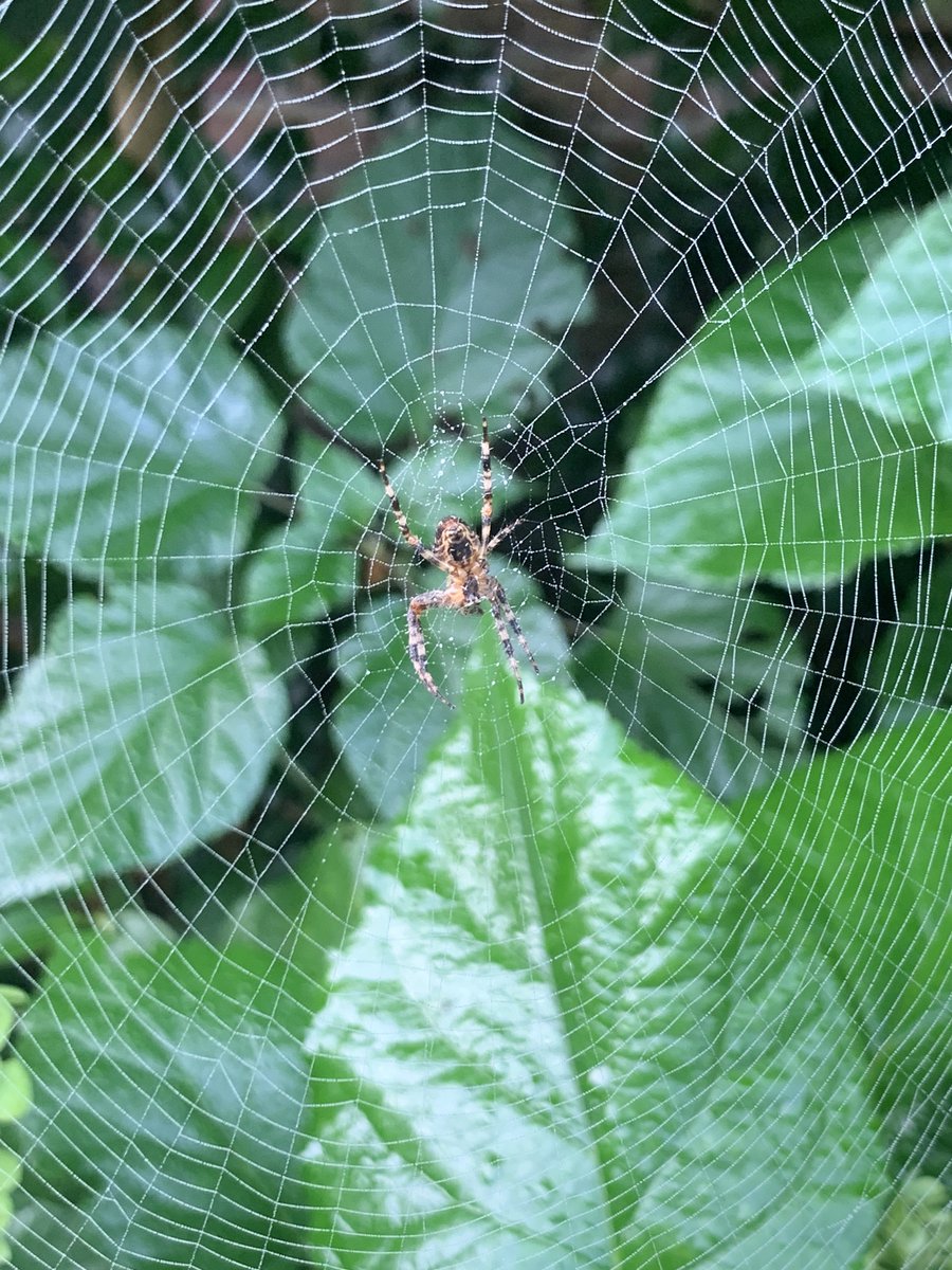 BeetsRoger's tweet photo. Signs of #autumn in the #garden . #Spiders at work. #timeofyear https://t.co/2dXmAIjMgH