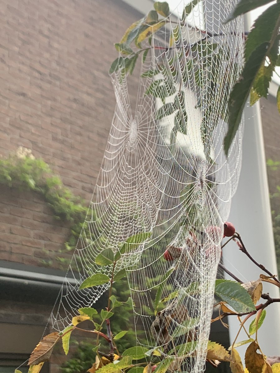 BeetsRoger's tweet photo. Signs of #autumn in the #garden . #Spiders at work. #timeofyear https://t.co/2dXmAIjMgH