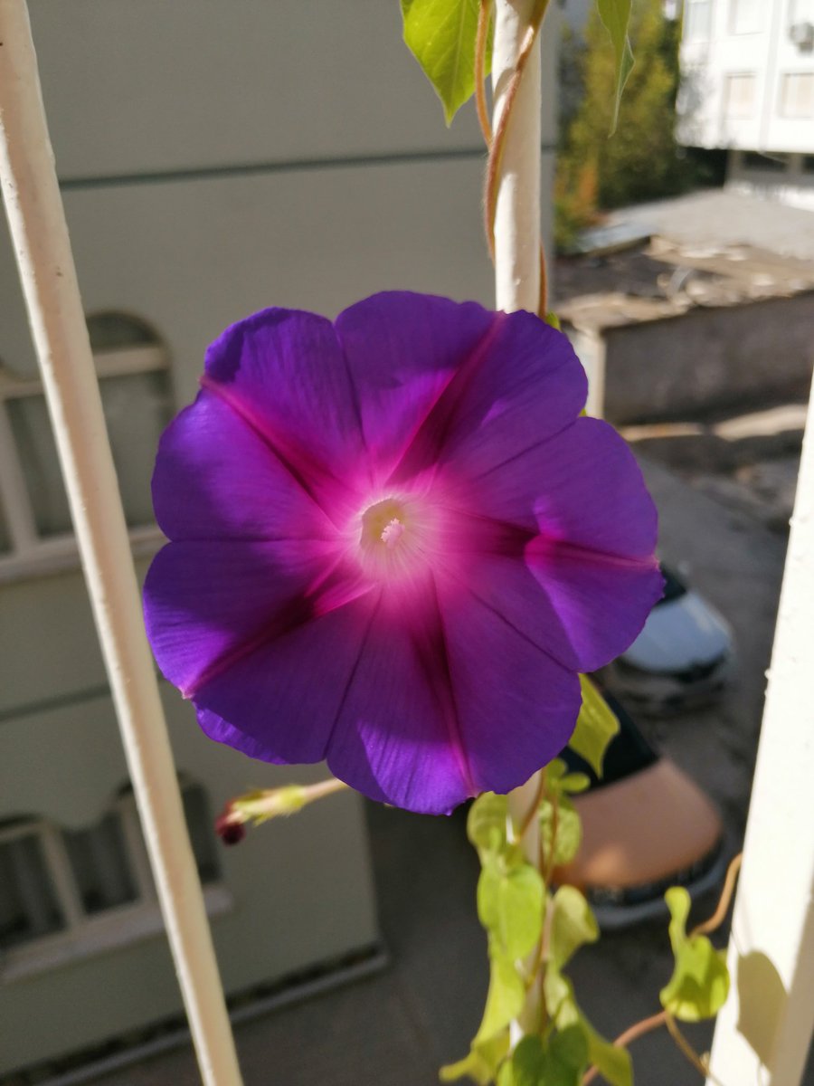 Bizim sarmaşığın güzelliği 🌺🥺💜