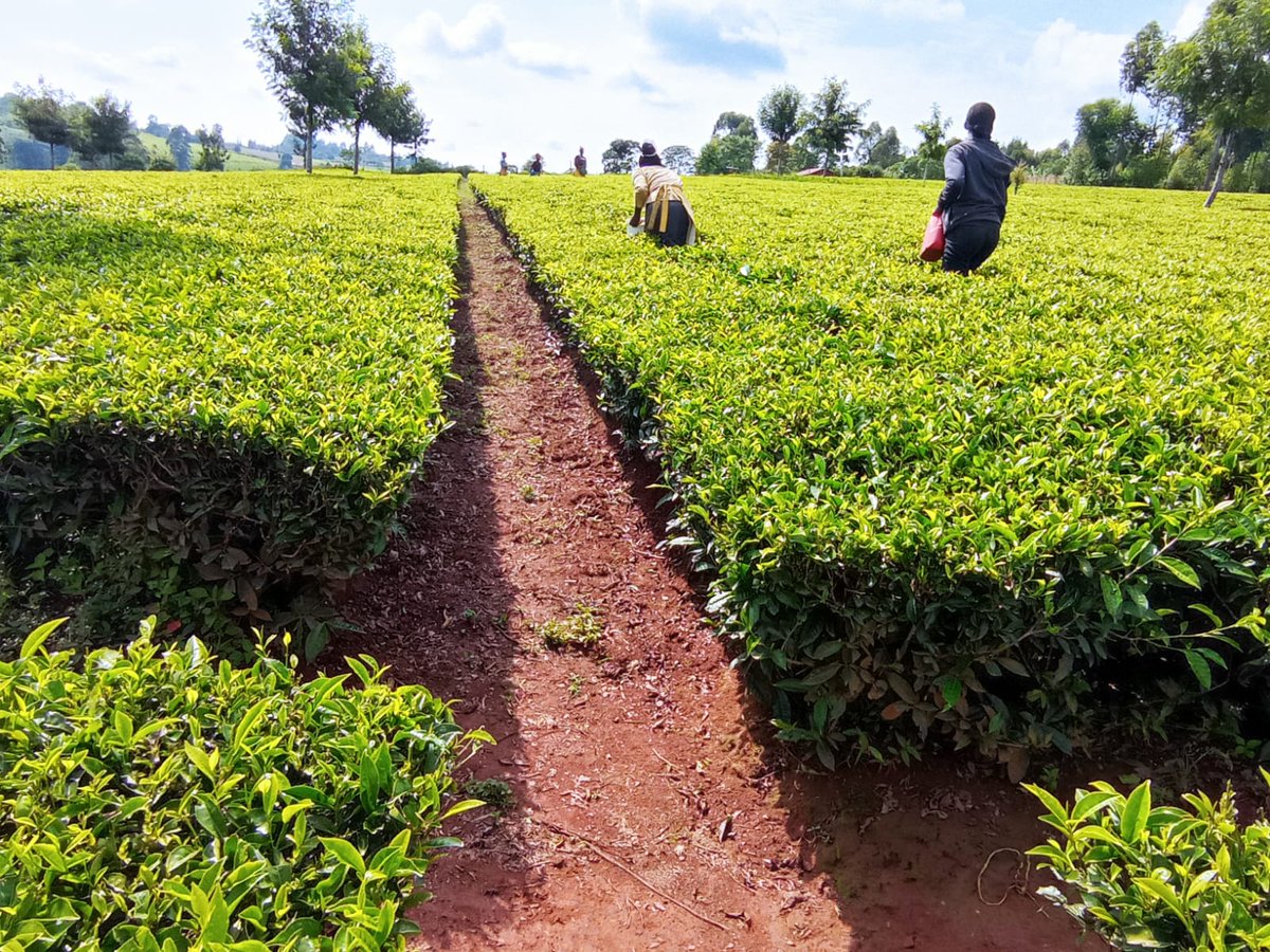 Sinonin Food Innovations LTD 🇰🇪 tweet media