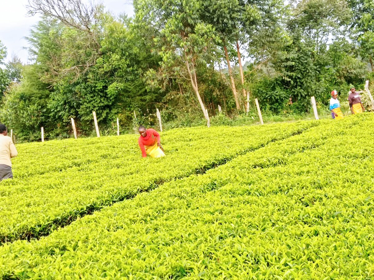 Sinonin Food Innovations LTD 🇰🇪 tweet media