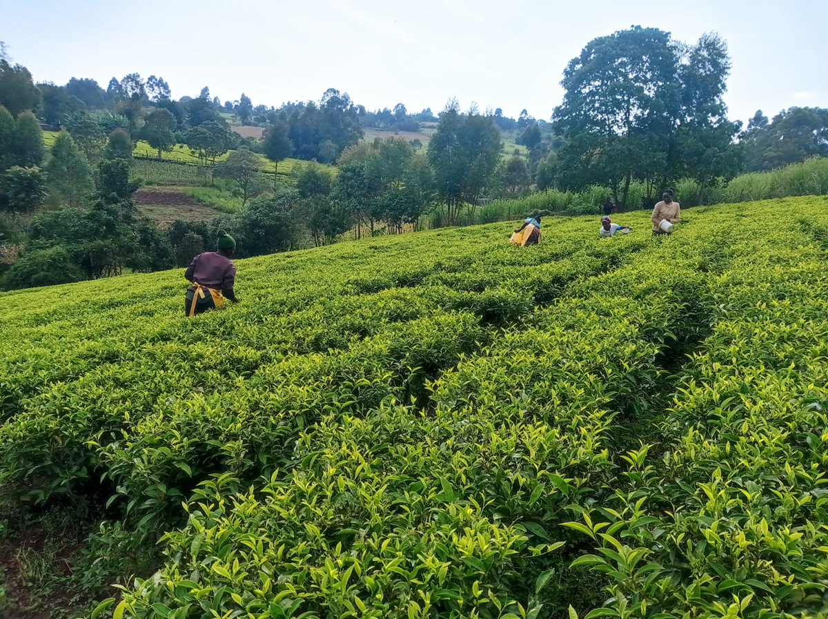 Sinonin Food Innovations LTD 🇰🇪 tweet media