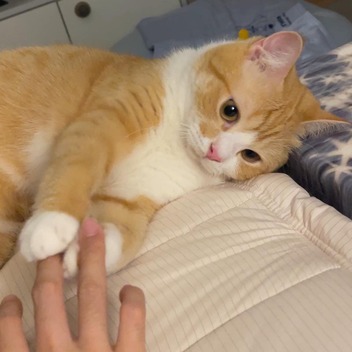 No Cats No Life tweet media