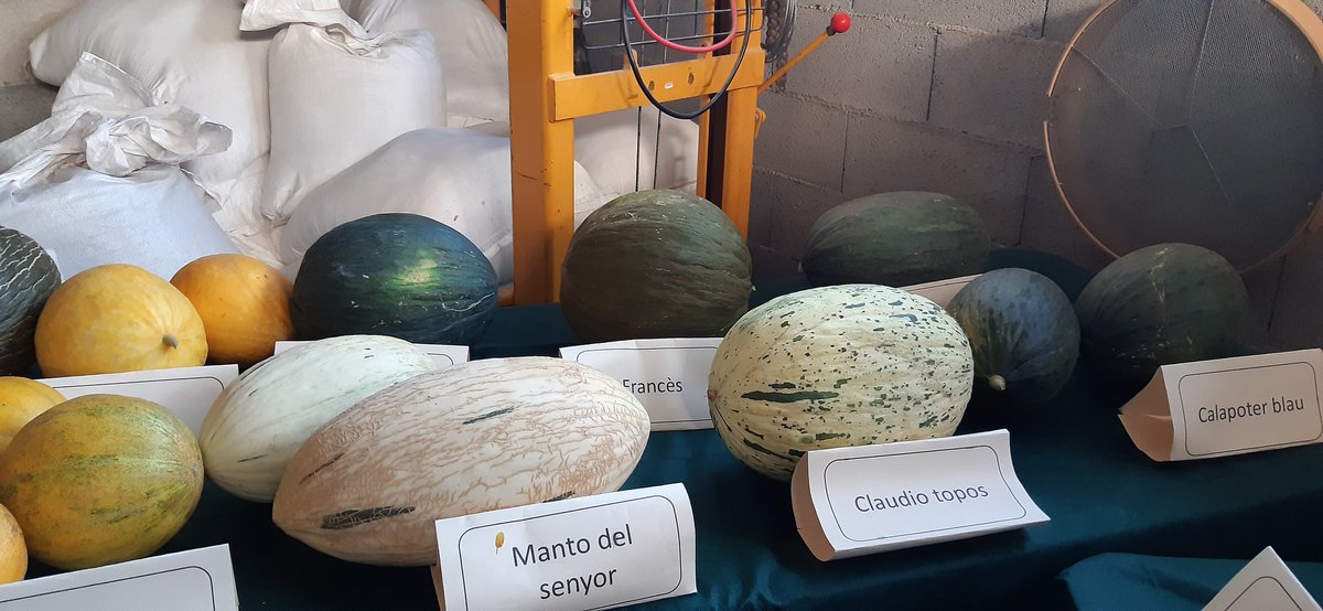 LenaSerraCapo's tweet photo. (2) Vet aquí les varietats locals de meló: eriçó, clot d'es pou, manto del senyor, claudio blau, tendral, calapoter, fei, marina, claudio topos, groc, calapoter blau, canari, de pinyol blanc, francès, groc de guardar i pell de melicotó.
Visquen els pagesos!
Visca la terra!
@ocb https://t.co/w5SYZRSXmg