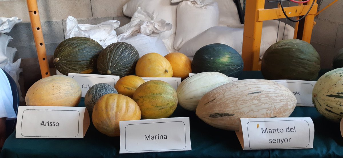 LenaSerraCapo's tweet photo. (2) Vet aquí les varietats locals de meló: eriçó, clot d'es pou, manto del senyor, claudio blau, tendral, calapoter, fei, marina, claudio topos, groc, calapoter blau, canari, de pinyol blanc, francès, groc de guardar i pell de melicotó.
Visquen els pagesos!
Visca la terra!
@ocb https://t.co/w5SYZRSXmg