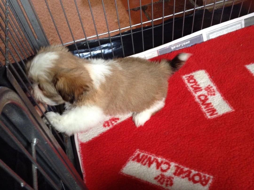 Bernadette Mooney tweet media