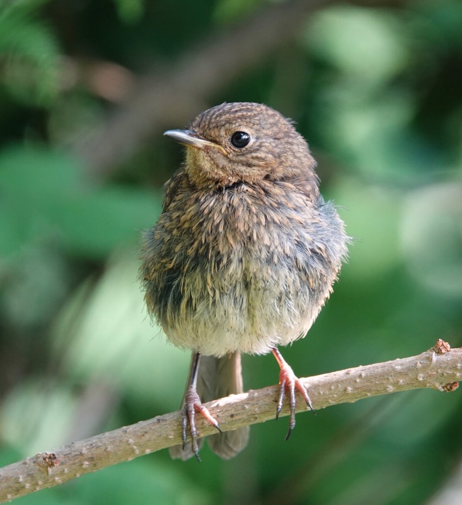 lynda_lambert's tweet photo. @nickyperry82 @Britnatureguide For #chatterday Three juv redstarts a juv Robin. So similar unless you see the orange tail of the Redstarts. https://t.co/i1ilaU4Nmm