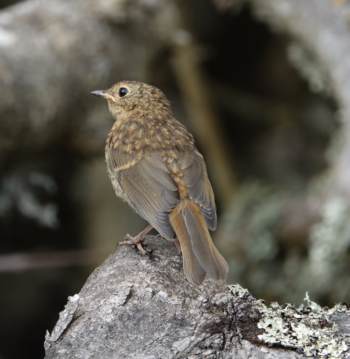 lynda_lambert's tweet photo. @nickyperry82 @Britnatureguide For #chatterday Three juv redstarts a juv Robin. So similar unless you see the orange tail of the Redstarts. https://t.co/i1ilaU4Nmm